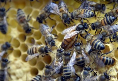 "Bleu Blanc Ruche" : la marque de miel signée Arnaud Montebourg
