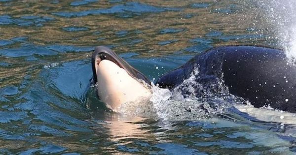 Depuis 16 jours, cette maman orque porte toujours le corps de son bébé à la surface