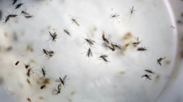 Hennaya: Entre canicule et méchants moustiques