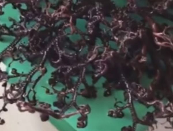 Vietnam : une étrange créature dotée de centaines de tentacules a été retrouvée sur une plage