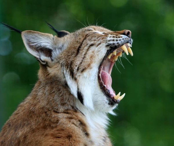 Val-de-Marne : Les pompiers découvrent un lynx chez un particulier