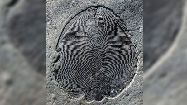 Le plus ancien animal sur Terre était ovale, plat et barbotait il y a 558 millions d'années, selon des chercheurs australiens