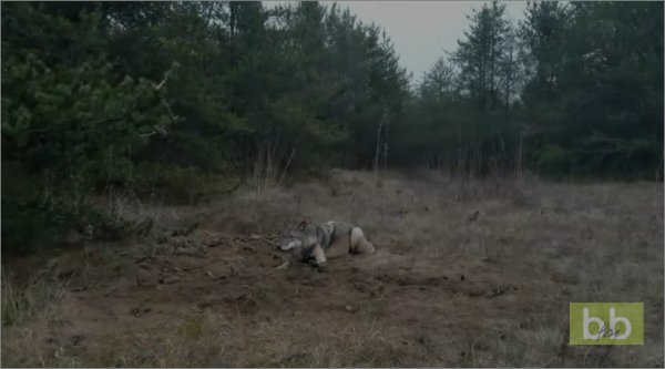 Un homme se balade avec ses enfants en forêt et découvre un loup coincé dans un piège