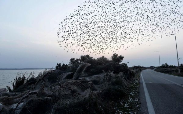 En Grèce, des milliers d'araignées tissent une toile géante autour d'un lac