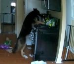 Un chien allume accidentellement une gazinière dans une cuisine