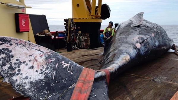 L'autopsie révèle de quoi souffrait la baleine juvénile
