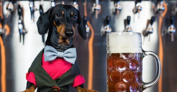 Ce chien est devenu célèbre après avoir bu la bière de ses maîtres