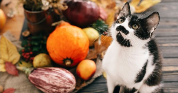 Des familles invitent des chats et chiens de refuge pour Thanksgiving !