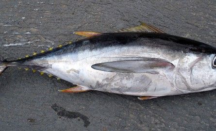 Pêche au thon : Les nations du Pacifique contre les velléités américaines de relever les quotas