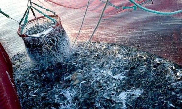 FAO : « La diminution de la surpêche contribue à une reconstitution des stocks halieutiques »