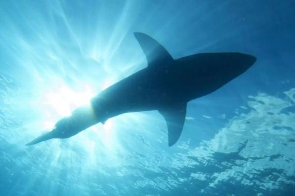 Requins et raies protégés pour l'écosystème