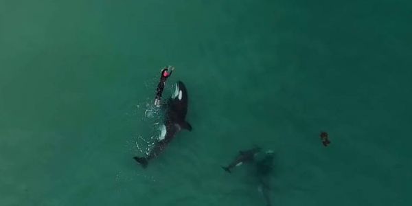 Vidéo - WTF : la magnifique rencontre entre une nageuse et des orques