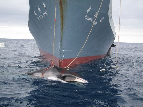 Ghosn libéré | Chasse à la baleine | Loi sur les véhicules autonomes