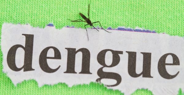 3 nouveaux cas de dengue à Saint-Paul