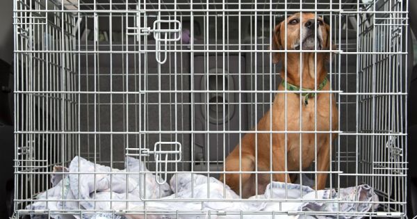 Mettre son chien dans une cage quand on n'est pas là : pour ou contre ?