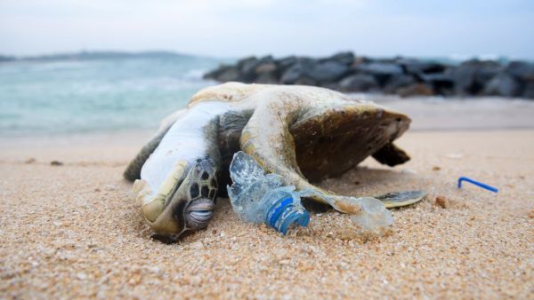 Les animaux marins victimes de nos plastiques : agissons !