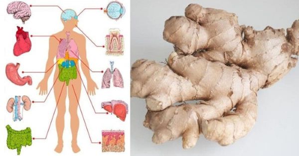 Le gingembre est un médicament naturel, voici comment l'utiliser pour vous soigner