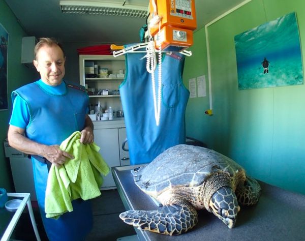 Des nouvelles de Victoria, la tortue retrouvée avec cinq hameçons dans le corps