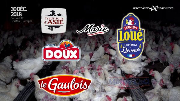 Poules reproductrices : une exploitation filmée de l’intérieur en France (Vidéo)