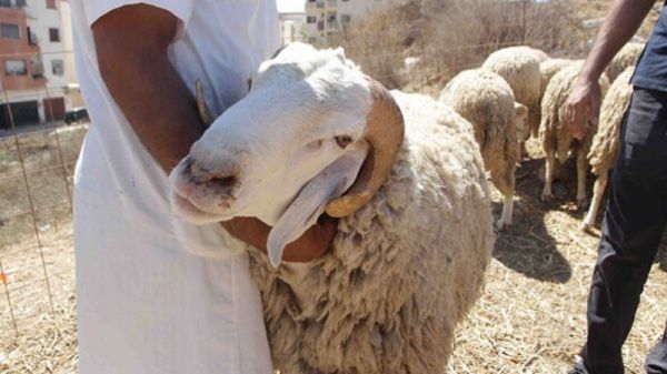 Gafsa : découverte de 5 cas de fièvre aphteuse