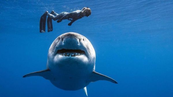 Hawaï : Des plongeurs ont pu nager pendant plusieurs heures avec un gigantesque requin blanc