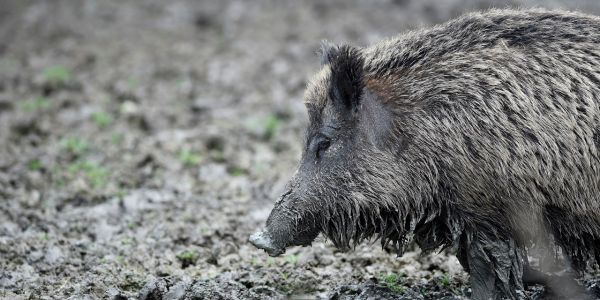 Abattage des sangliers pour endiguer la peste porcine : les chasseurs y vont avec "la boule au ventre"