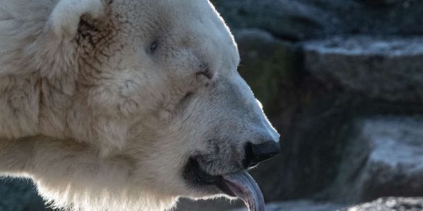 Une « invasion » d'ours polaires agressifs dans l'archipel russe de la Nouvelle-Zemble