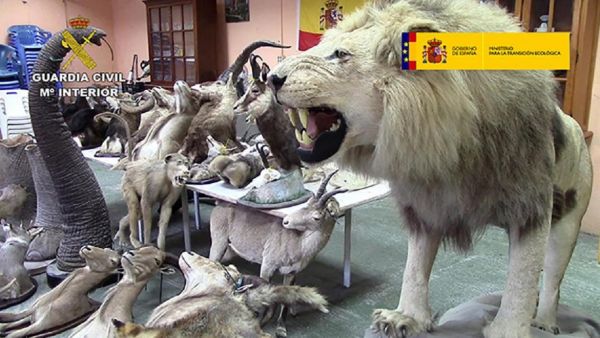 Plus de 200 animaux empaillés issus d'espèces protégées saisis en Espagne