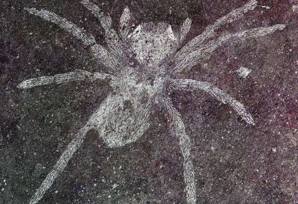 Découverte de fossiles d’araignées qui vivaient à l’époque des dinosaures