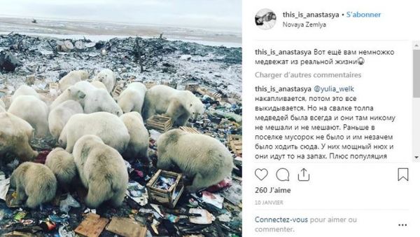 Affamés, une cinquantaine d'ours blancs envahissent un village en Russie