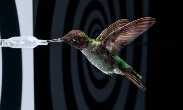 Cette vidéo d'un colibri filmé au ralenti est incroyable de beauté