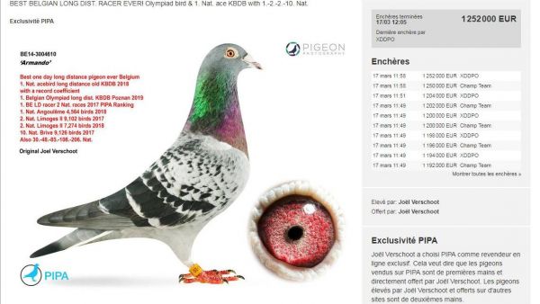 Voici Armando, le pigeon voyageur qui vaut 1,2 million d'euros