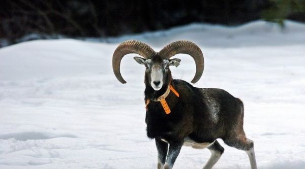Corse: La chasse au mouflon est désormais interdite... L'espèce avait failli disparaître