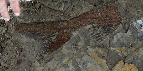 Des archéologues américains découvrent des fossiles datant du jour où la Terre a été frappée par un astéroïde qui a mis fin au règne des dinosaures