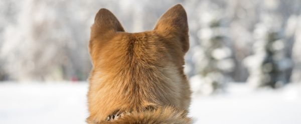 La Ville de Québec veut facturer 250 $ par an aux proprios de «chiens à risque»