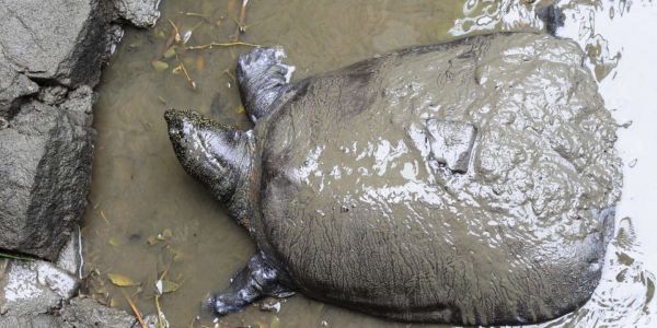 La tortue du Yangzi Jiang toujours au bord de l'extinction après une insémination ratée