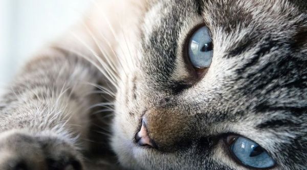 Nouvelle-Zélande: Un chat câline un inconnu en convalescence et fait craquer la Toile
