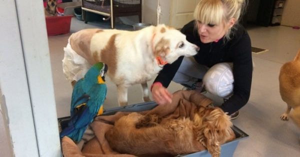 Grâce au don d'un millionnaire, un refuge pour animaux handicapés a été sauvé