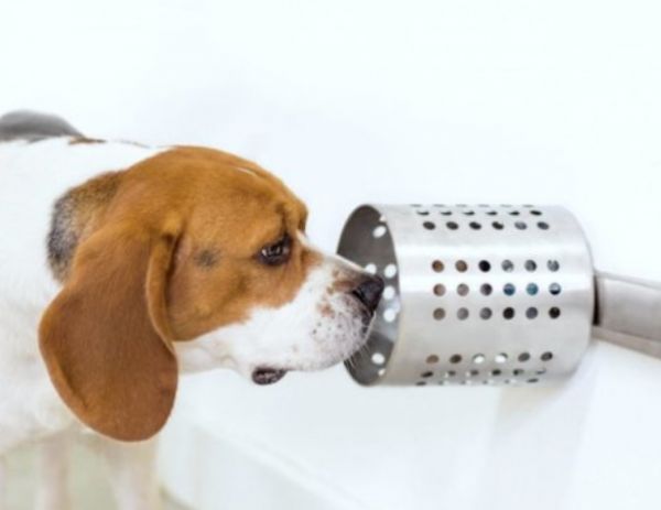 Des chiens entraînés à détecter le cancer avec une précision incroyable !