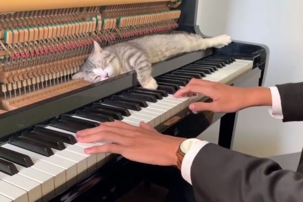 Quand Minh joue au piano, Haburu toujours faire ainsi