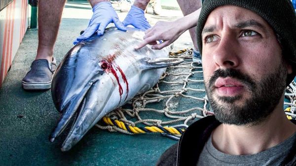 6000 requins tués chaque année. Le Grand JD nous invite sur le bateau de Sea Shepherd. (VIDÉO)