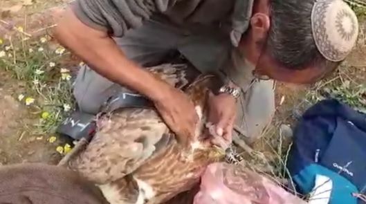 Golan : Huit vautours empoisonnés, un « coup mortel » à la population locale