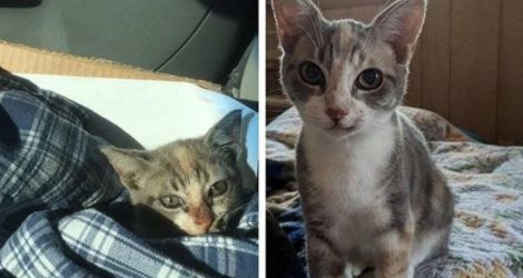32 animaux avant et après leur adoption