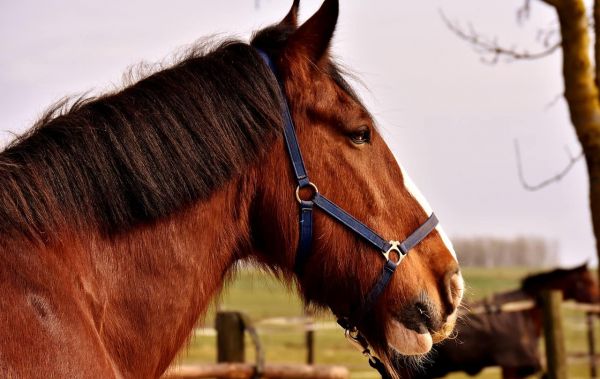 Ariège : un cheval servait de mule pour un trafiquant de drogue colombien