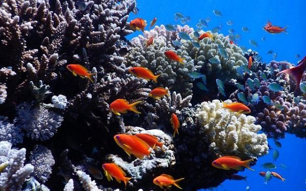 Israël va s’allier à ses voisins arabes de la mer Rouge pour sauver les coraux