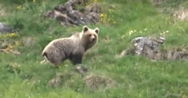 Un enfant de 9 ans filme un ours dans les Pyrénées. (VIDÉO)