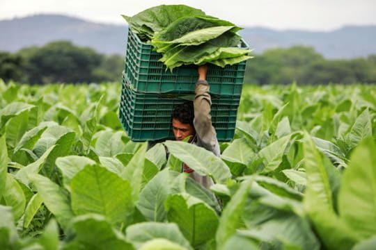 Le Nicaragua, une nouvelle puissance sur le marché mondial du cigare
