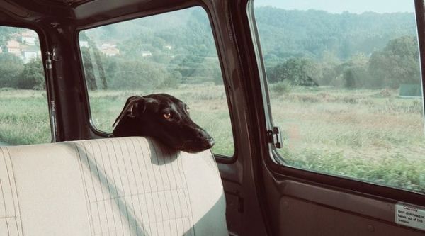 La loi autorise-t-elle à briser la vitre d'une voiture pour sauver un animal enfermé?