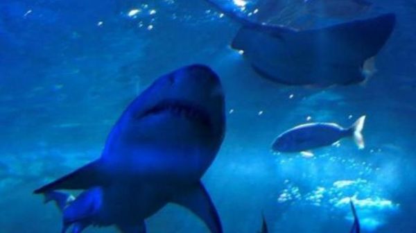 Les requins risquent de disparaître de la Méditerranée, alerte le WWF