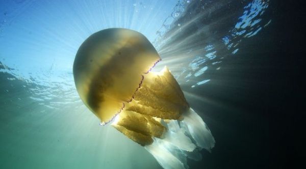 VIDEO. Une méduse géante de la taille d'un homme filmée dans la Manche